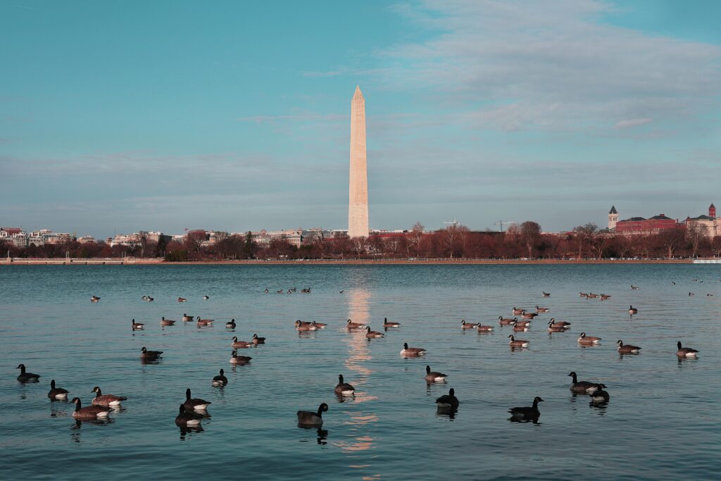View of Washington Monument across a lake with geese on the water. Blue sky in background.